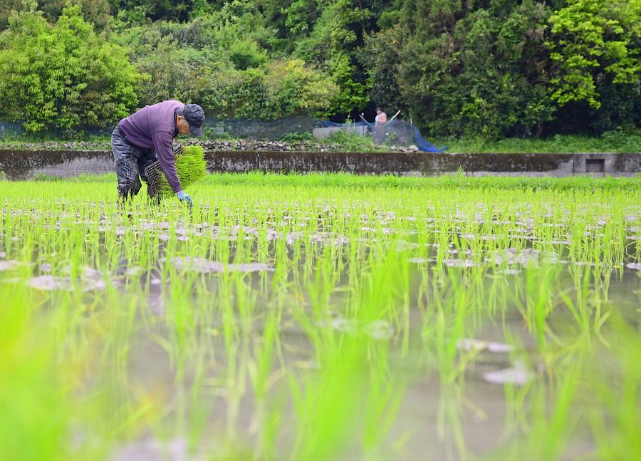 田植えが進み緑に色づいた水田（土佐清水市下ノ加江）