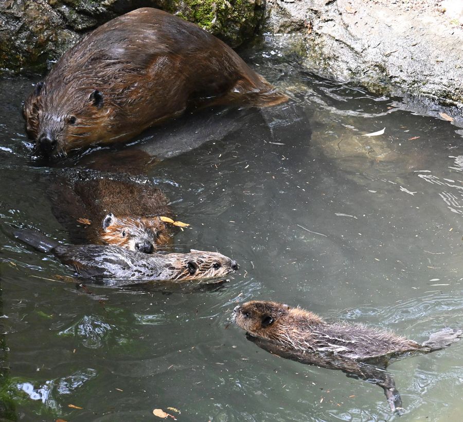 親子ですいすい泳ぐアメリカビーバーの双子（香南市野市町大谷の県立のいち動物公園）