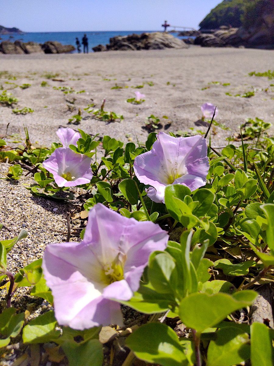 潮風に揺れ、けなげに咲くハマヒルガオ（土佐清水市の桜浜海水浴場）