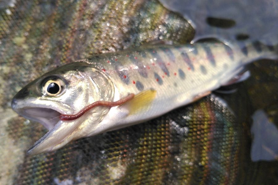 “自家製ミミズ”に食いついたアメゴ