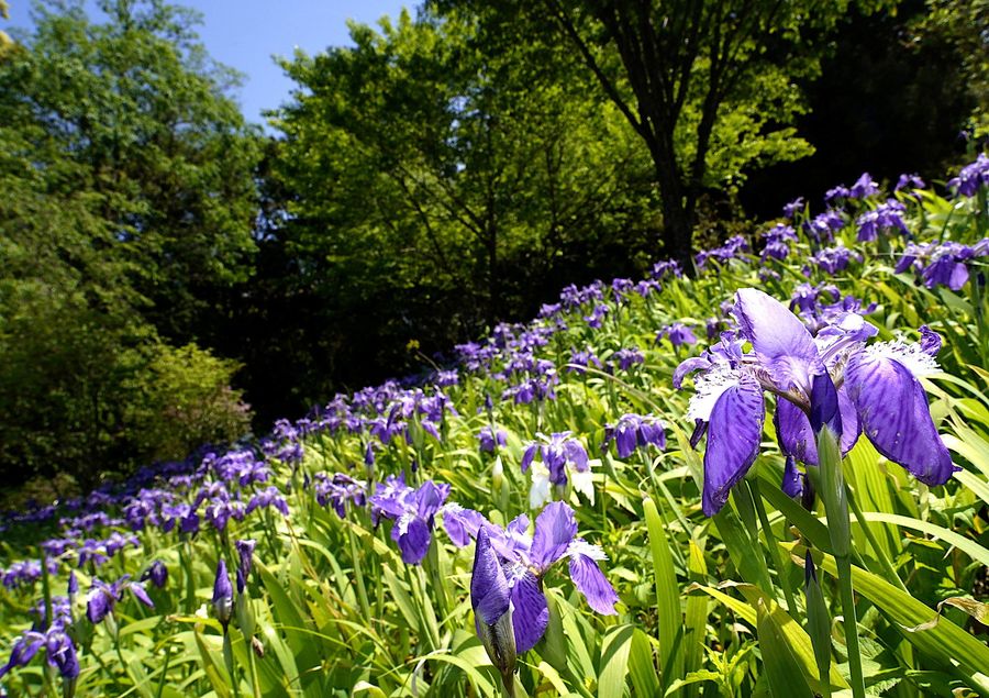 春の陽気の中、花を揺らすイチハツ（香美市香北町美良布の香北の自然公園）