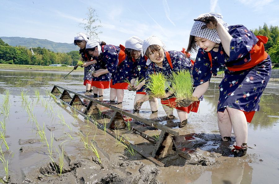 「にこまる」の苗を丁寧に植える早乙女姿のＪＡ高知県職員ら（香美市土佐山田町山田島）
