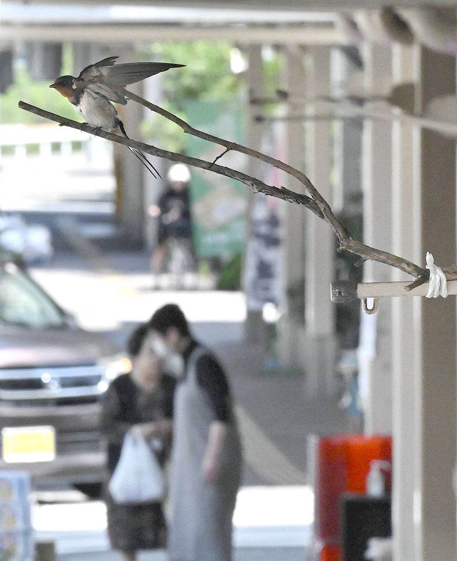 止まり木で羽を伸ばして一休み