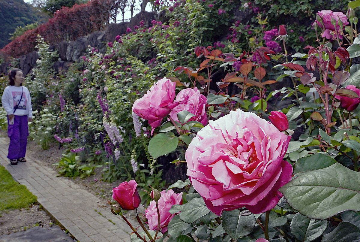 バラ園の風景 バラ500本見頃近づく 四万十市西土佐「藤の瀬バラ園」 | 高知新聞
