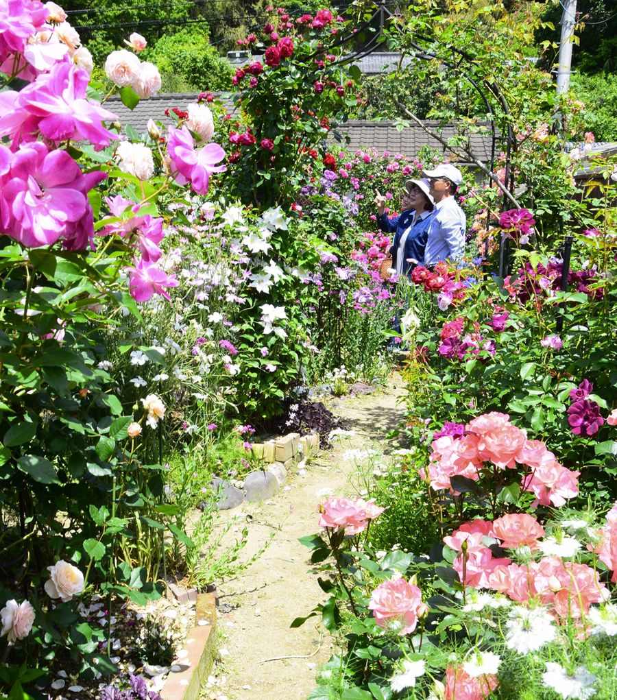 色とりどりのバラが咲き誇る小栗さん方の庭（宿毛市和田）