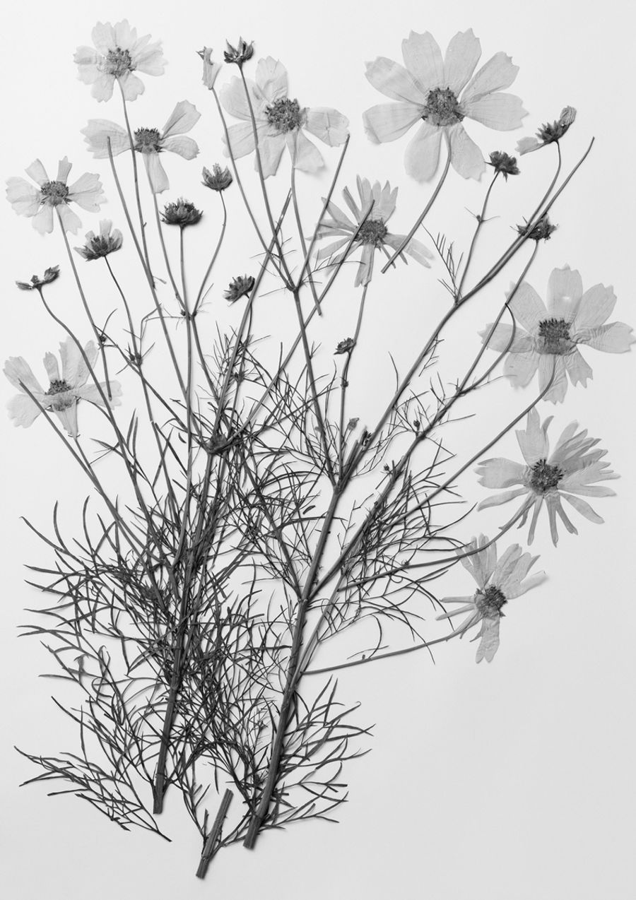 コスモス（東京都練馬区大泉、１９２９年）