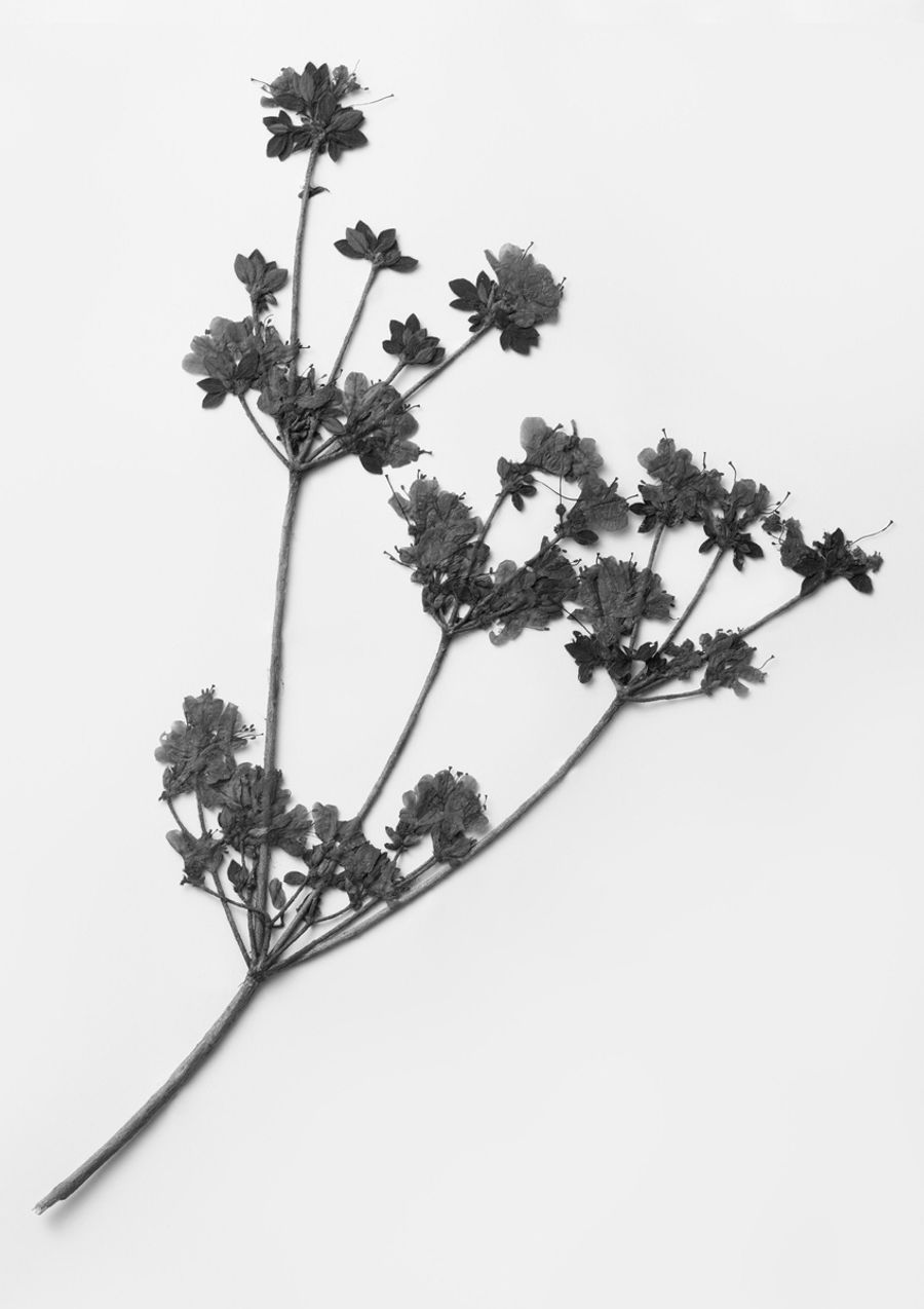 ミヤマキリシマ（長崎県雲仙岳、１９３４年）