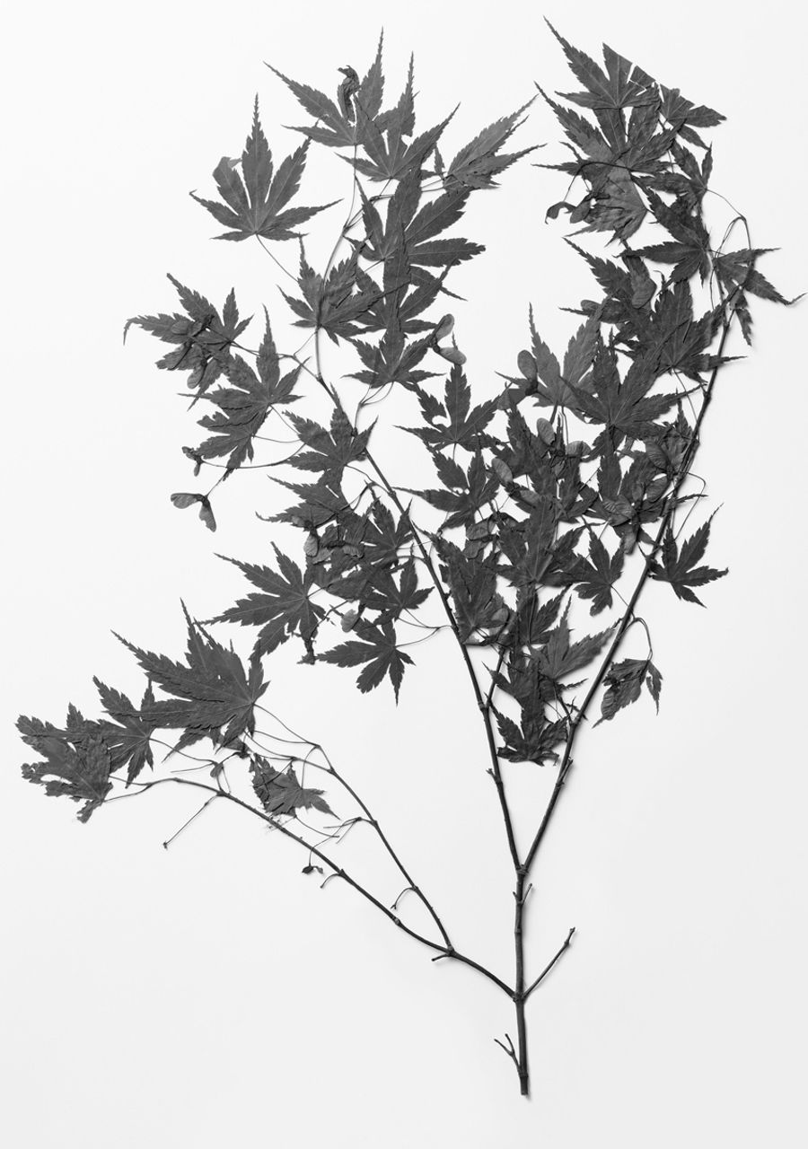 イロハモミジ（東京都練馬区大泉、１９４０年）