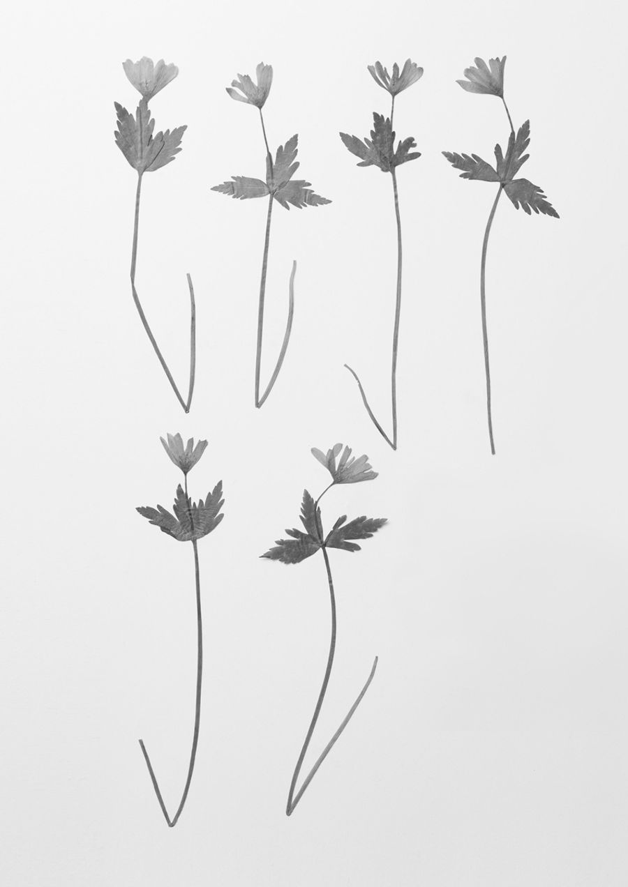 ユキワリイチゲ（東京都練馬区大泉、１９５２年）