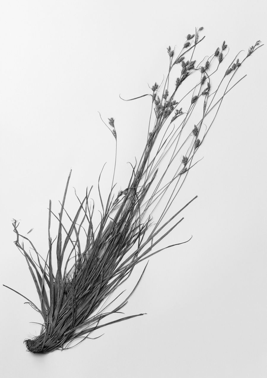 アオスゲ（東京都荒川区道灌山、１９０６年）