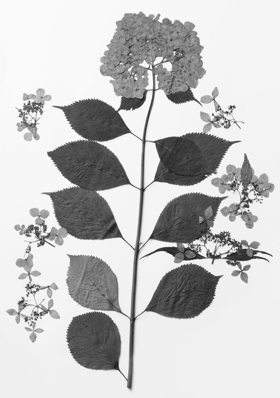 ヒメアジサイ（東京都練馬区大泉、１９４６年）