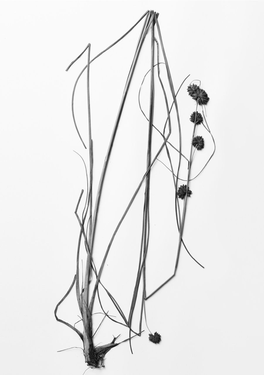 コマツカサススキ（京都市上賀茂、１９０５年）