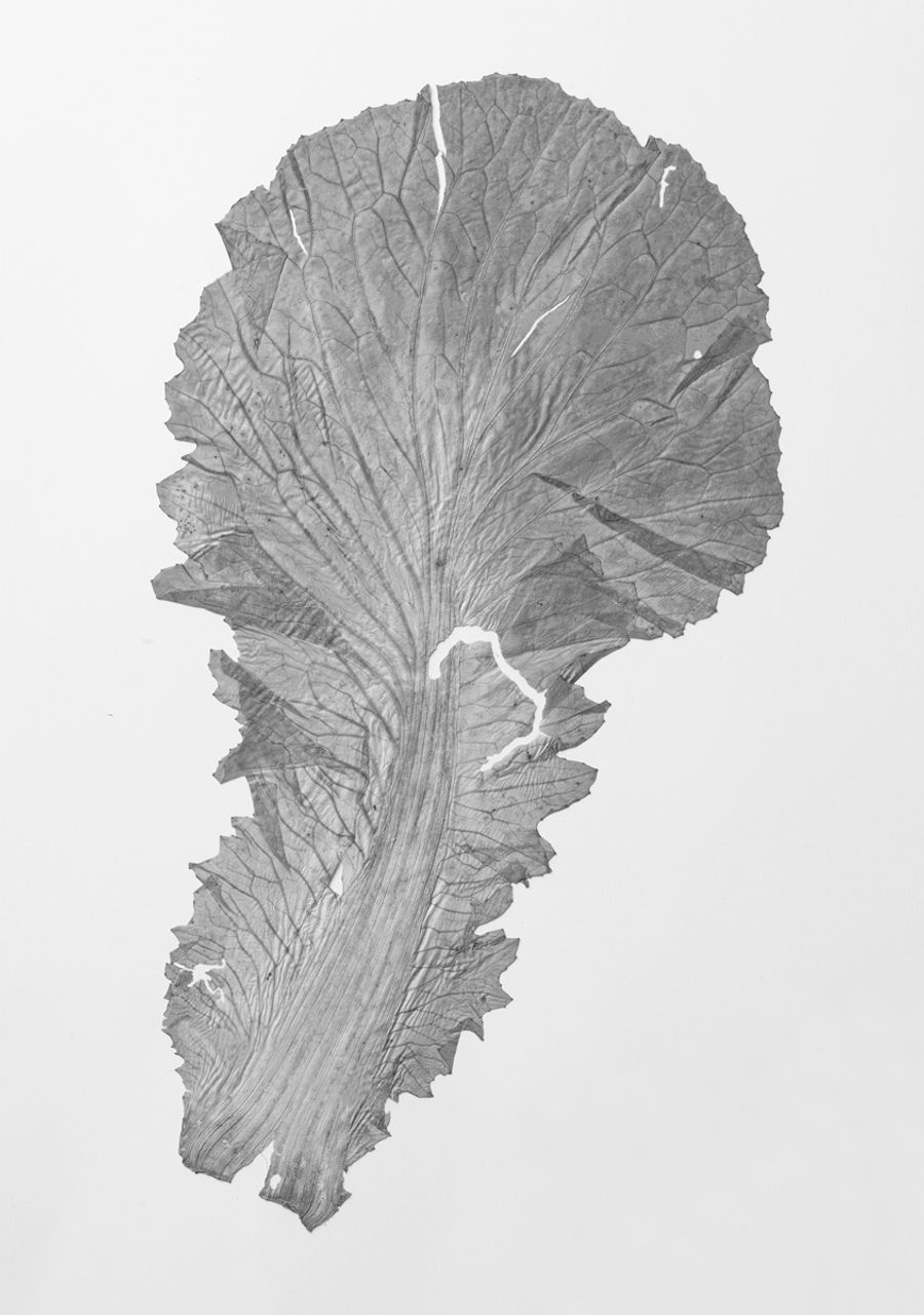 マナ（東京の野菜市場、１９３２年）