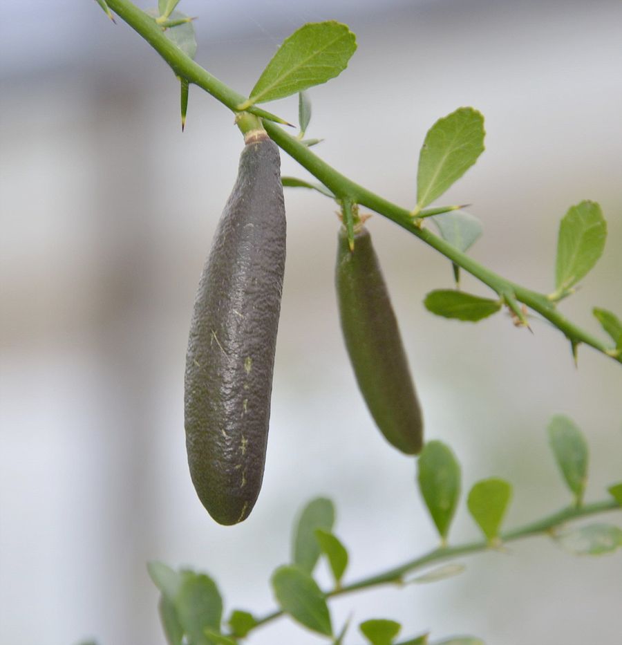 フィンガーライムの実