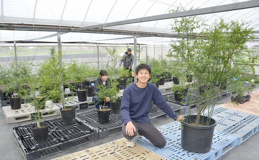 地元の住民に借りたハウスでフィンガーライムを育てる長尾秀一郎さん（土佐市高岡町乙）