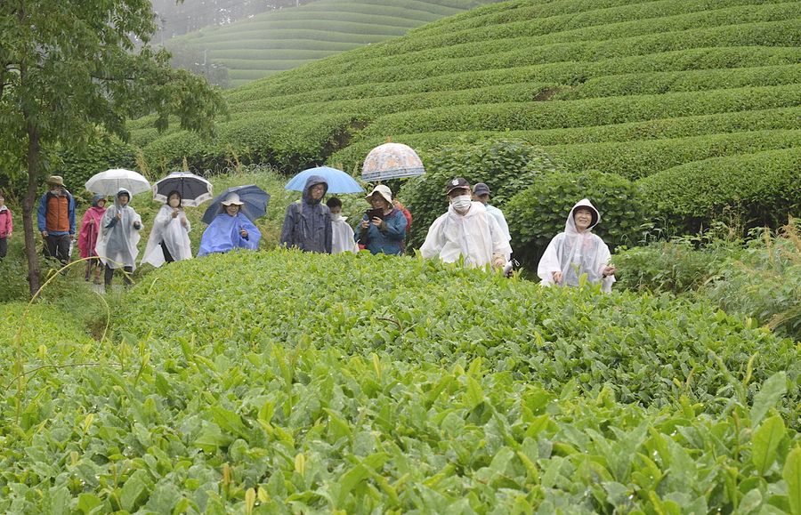 霧雨で潤う茶畑の間を歩く参加者たち（津野町船戸）