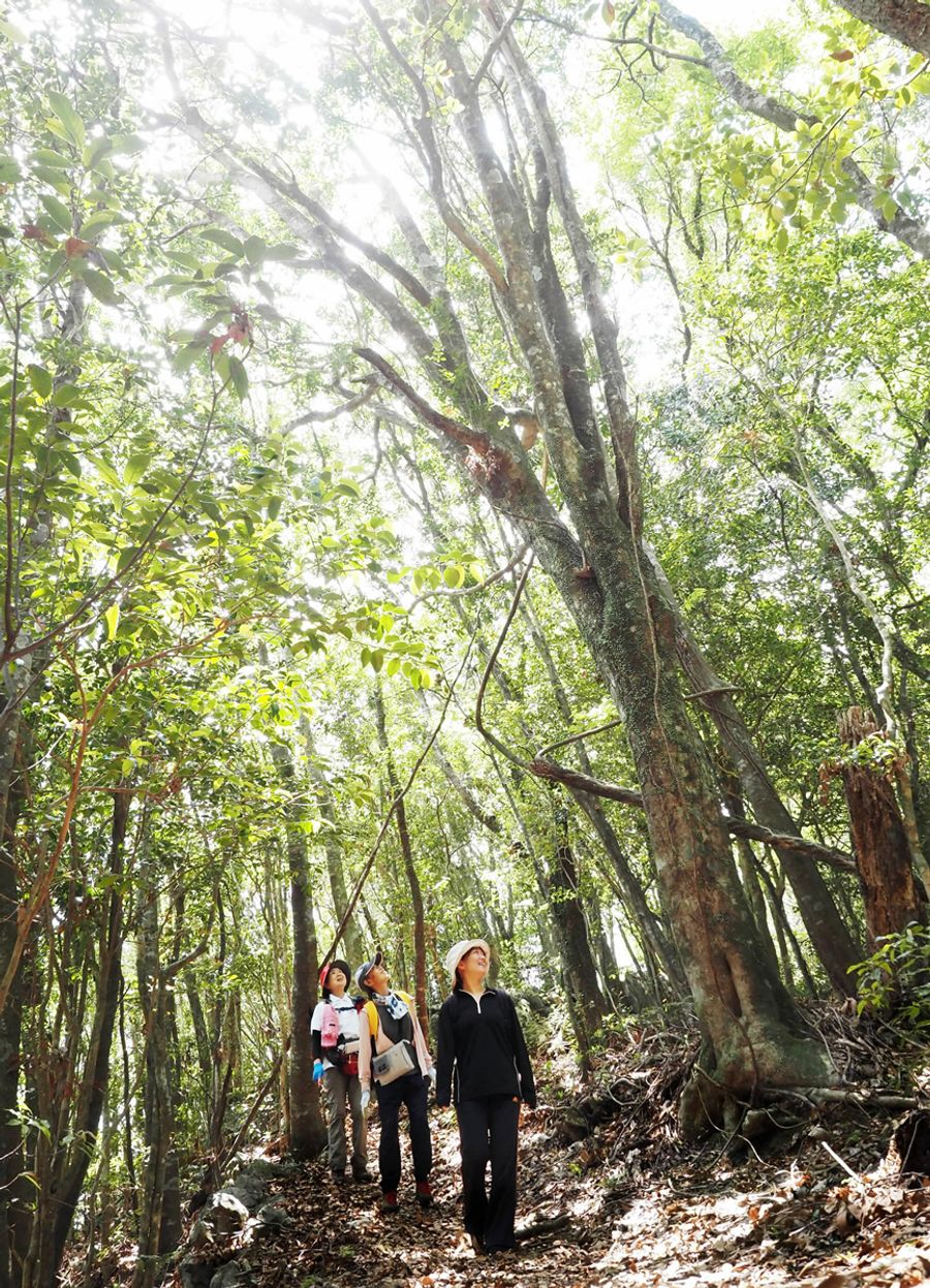 緑のシャワーのような木漏れ日を浴びながら歩く（越知町の横倉山）