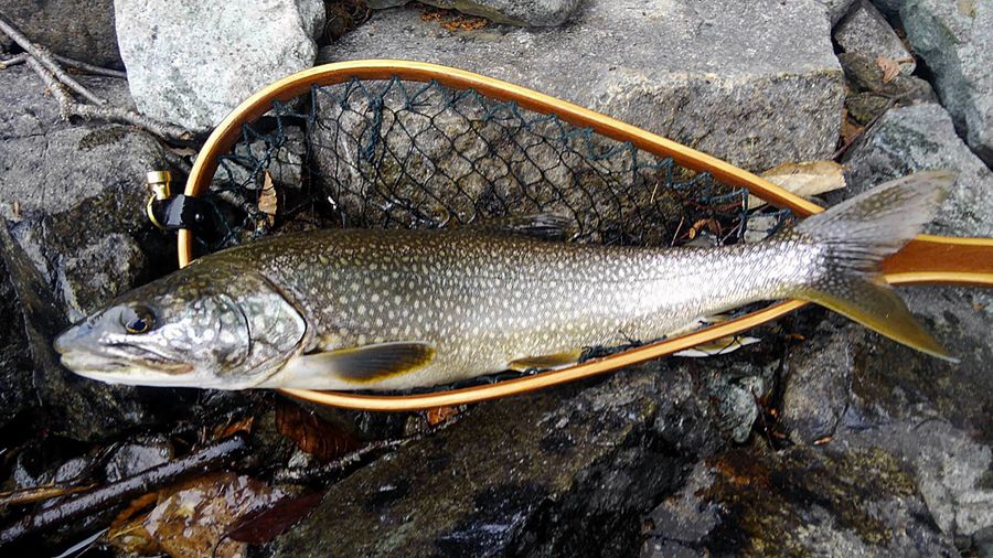 初めて手にしたレイクトラウト。５４センチはまだまだ小型