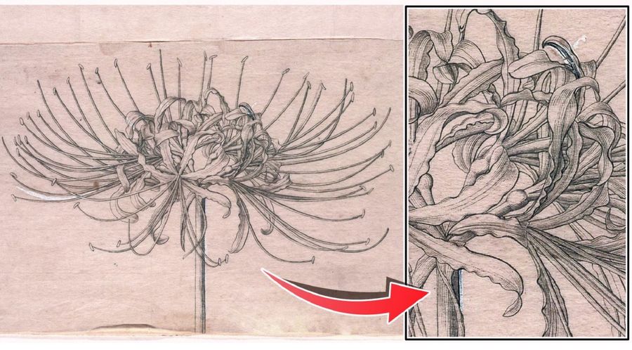 ヒガンバナの植物図。花の付け根に見られる影には、１ミリの間に７本の線が描き込まれている（高知県立牧野植物園提供）