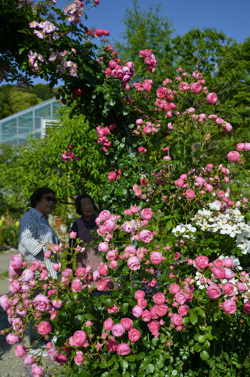 モネの庭のバラ見頃 植物との〝共演〟楽しんで 高知県北川村 | 高知新聞
