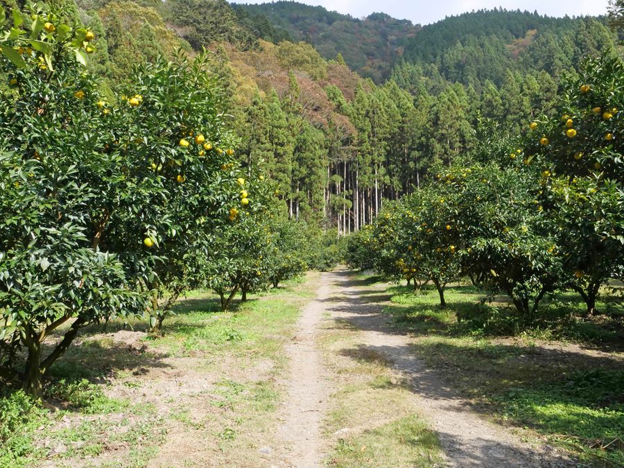 東谷さんのユズ畑。以前はこの奥に梅を植えていた