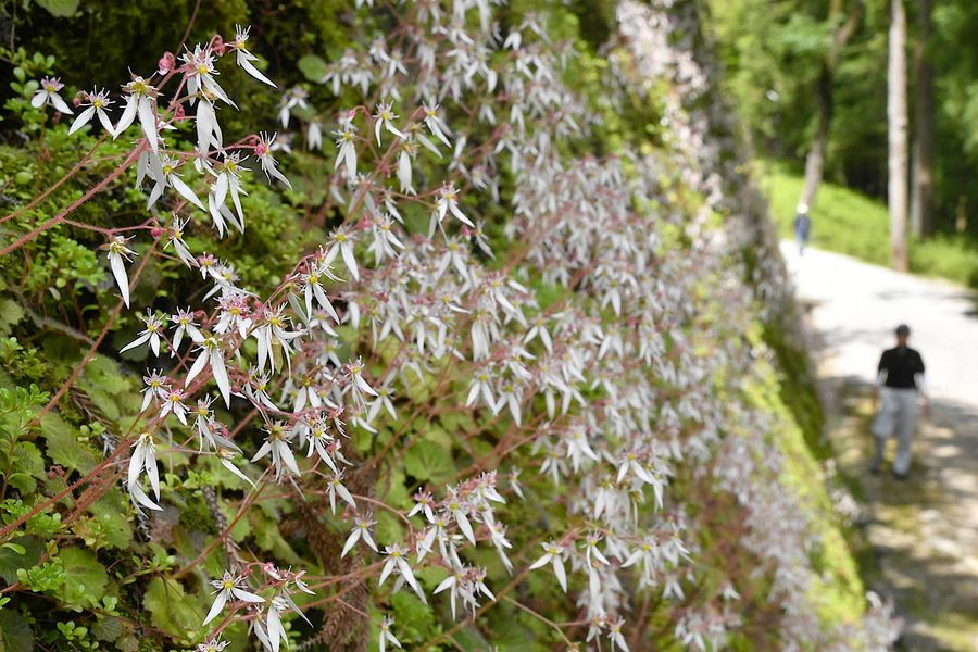 石垣を白く彩るユキノシタ(高知城)