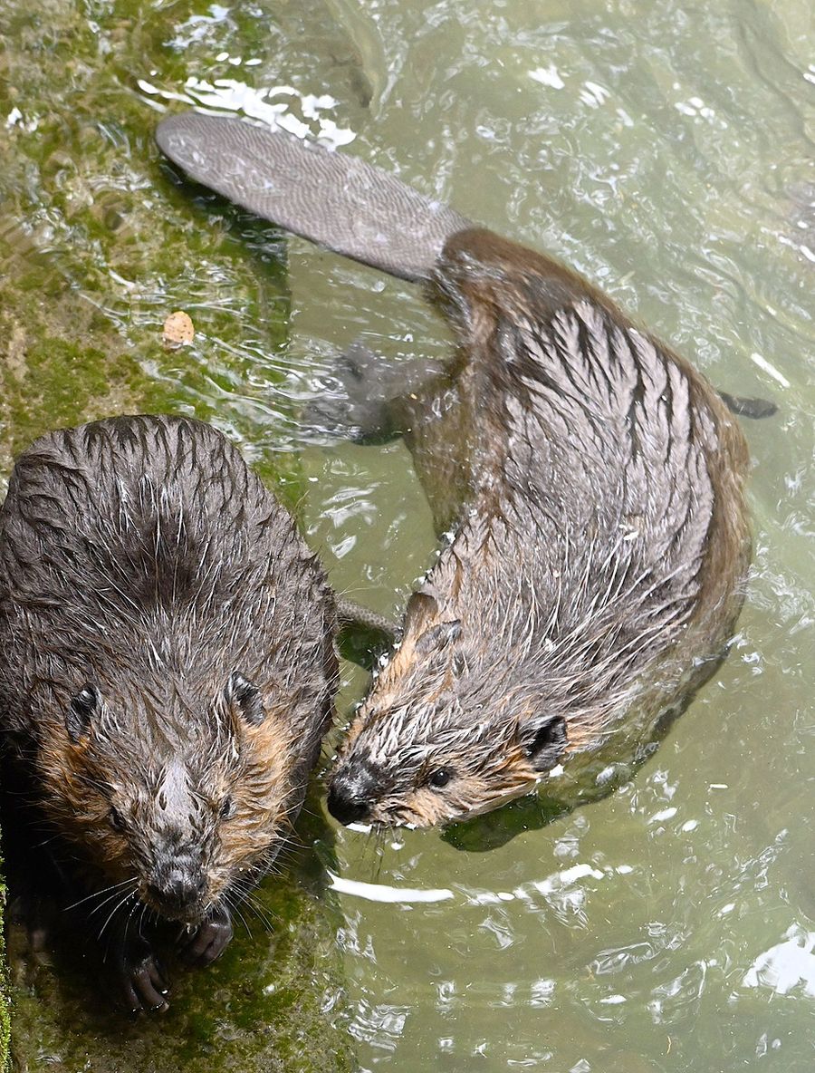 すくすく育つラン（右）とマン（左）＝香南市の県立のいち動物公園