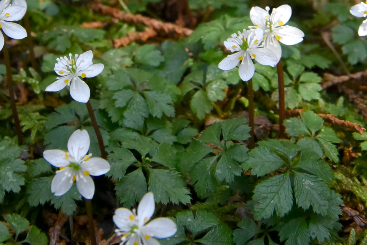 バイカオウレンに亡き母の面影 「らんまん」万太郎が愛する故郷佐川の