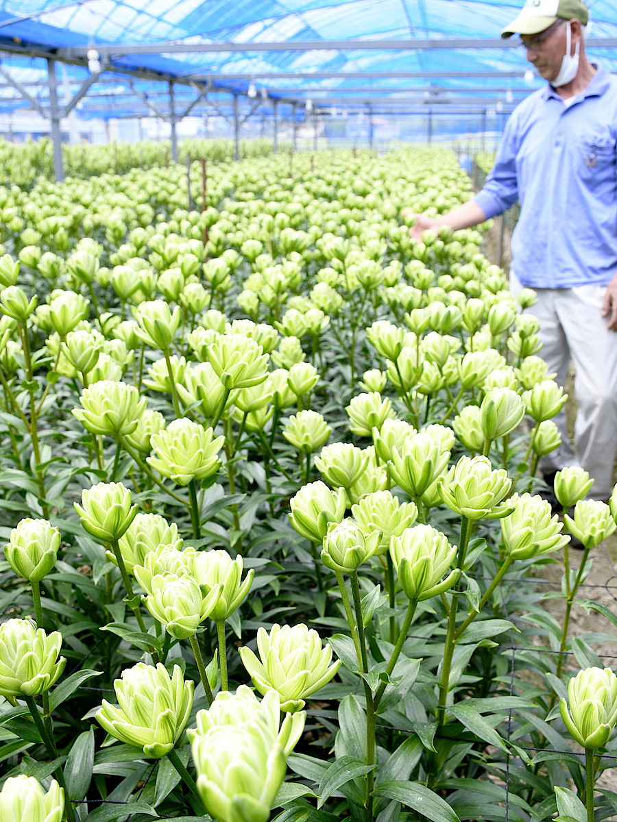 世界に一つ！のユリ涼しげ 高知県本山町「ノーブルアイカ」出荷最盛期