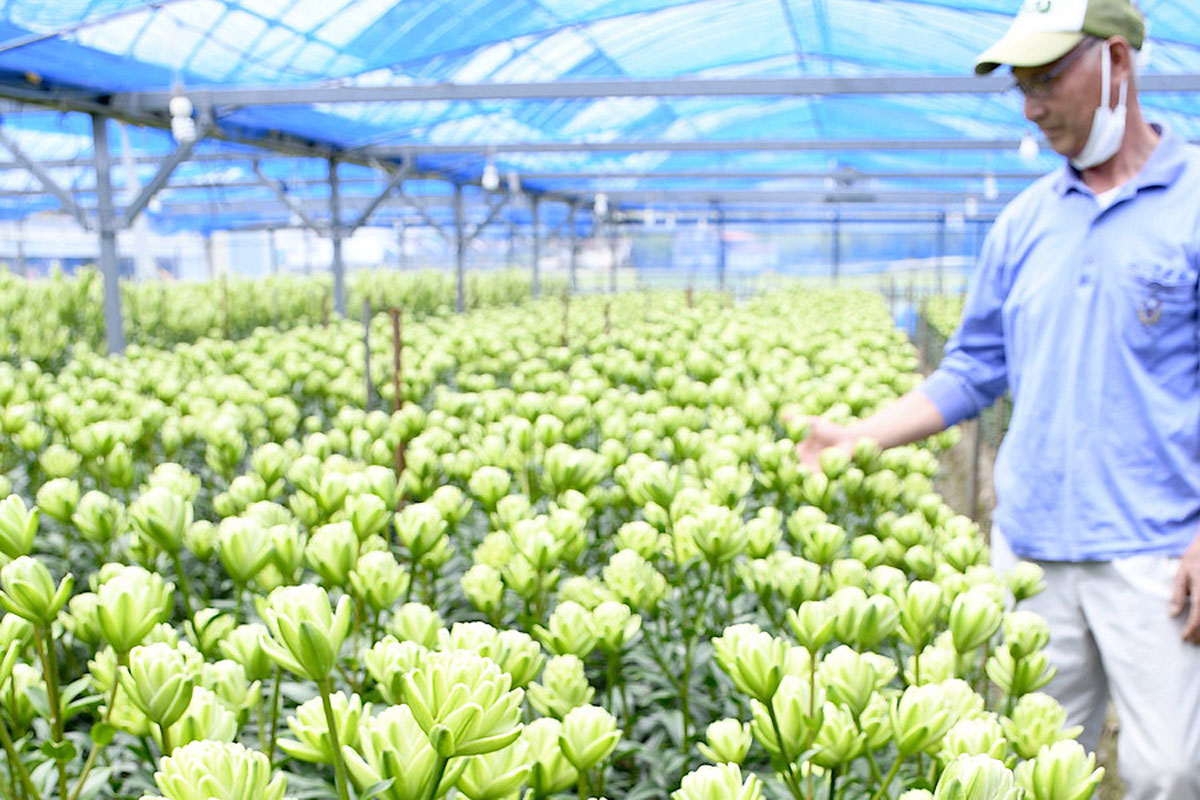 世界に一つ！のユリ涼しげ 高知県本山町「ノーブルアイカ」出荷最盛期