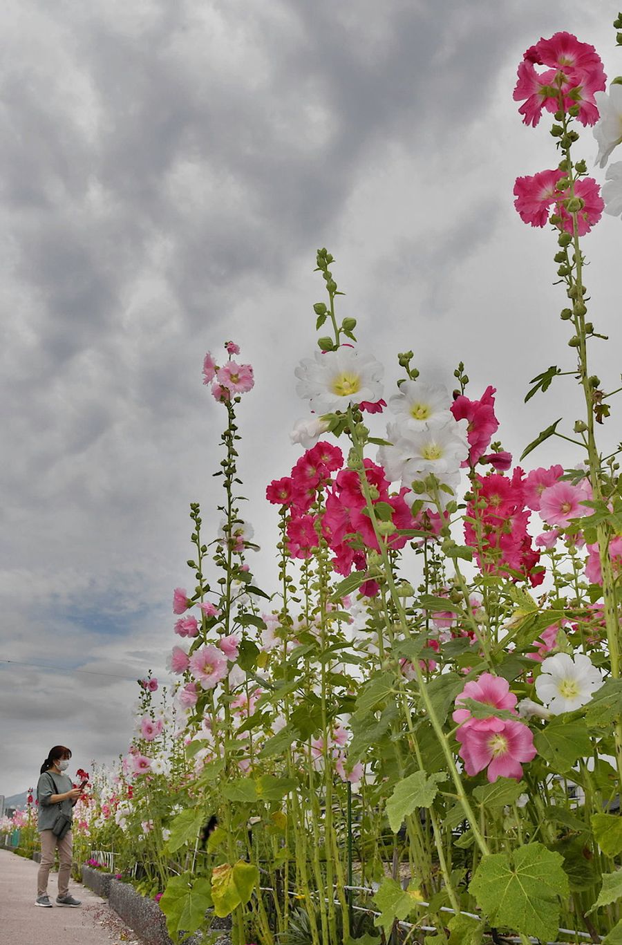 曇り空の下で赤やピンクなどの花を咲かせるタチアオイ（高知市桜井町２丁目）