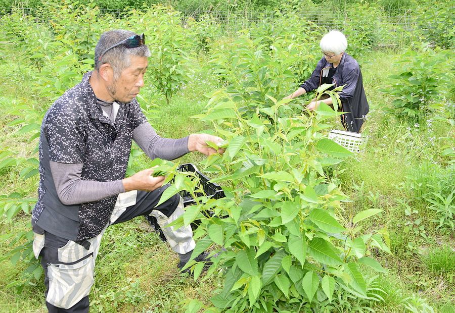 若葉を摘み取る宮川実さん（三原村下切）