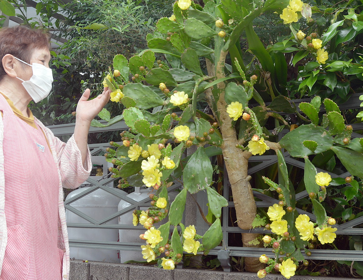 どんどこ咲き始めサボテン満開 植栽10年で高さ160センチ