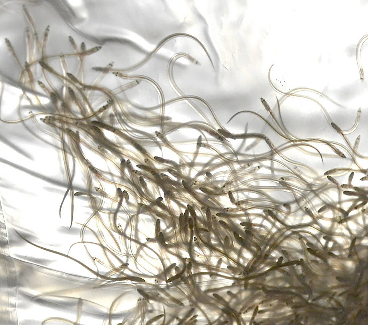 シラスウナギ 用 小型定置網 【公式通販】