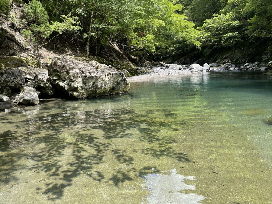 魚梁瀬ダム上流の渓谷の昼下がり、照葉樹の枝が水底に影を落とす。美しすぎて竿を振るのを一瞬忘れる