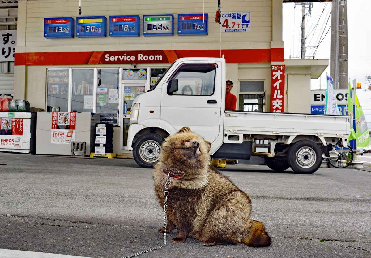 動画を追加しました！】飼い犬じゃない、タヌキです！愛嬌満タン、給油