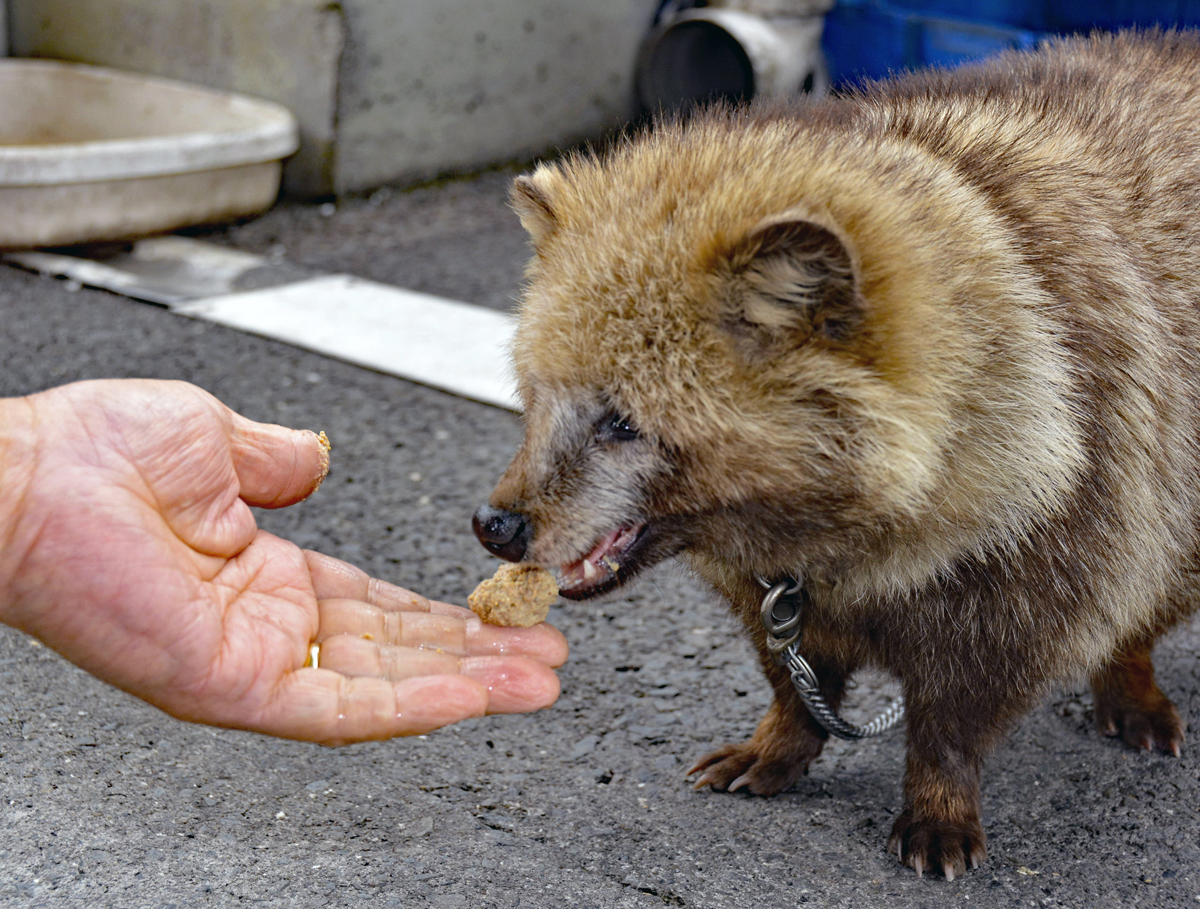 動画を追加しました！】飼い犬じゃない、タヌキです！愛嬌満タン、給油