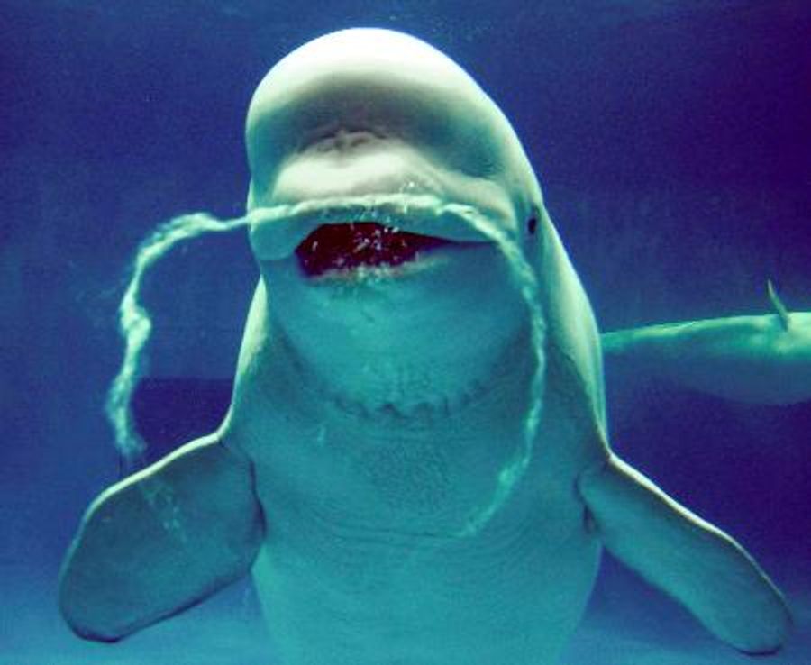 島根のシロイルカ死ぬ 「バブルリング」で人気 | 高知新聞 