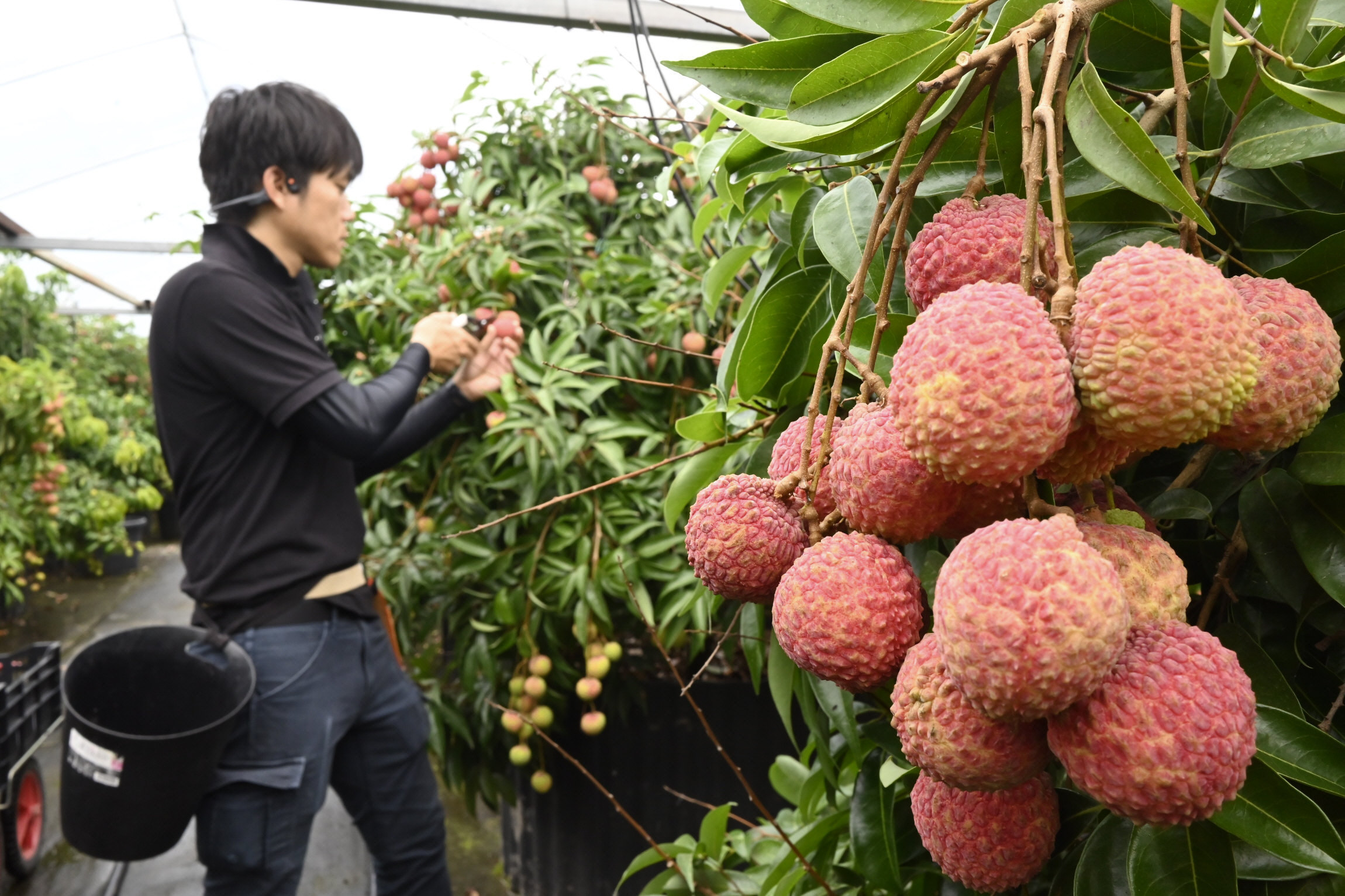 ライチ 旬 時期 _ ライチの旬はいつ _ 旬の味覚！ライチの時期と、生ライチの魅力 – YCJIIW