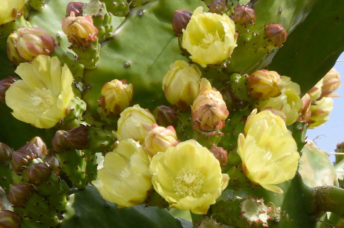 巨大ウチワサボテン見頃 高知県須崎市の柳屋旅館 | 高知新聞