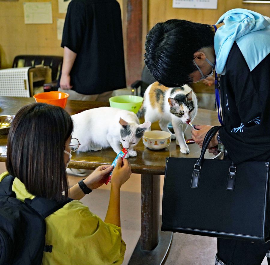 地域猫と触れ合って男女が親交を深めた「地域ネコｄｅ縁結び」（四万十市内）