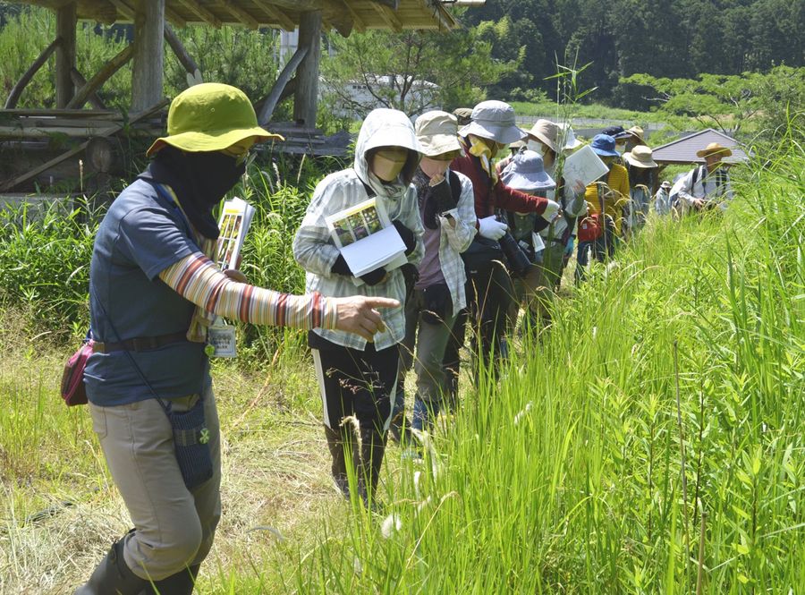 多様な自生植物を観察する参加者