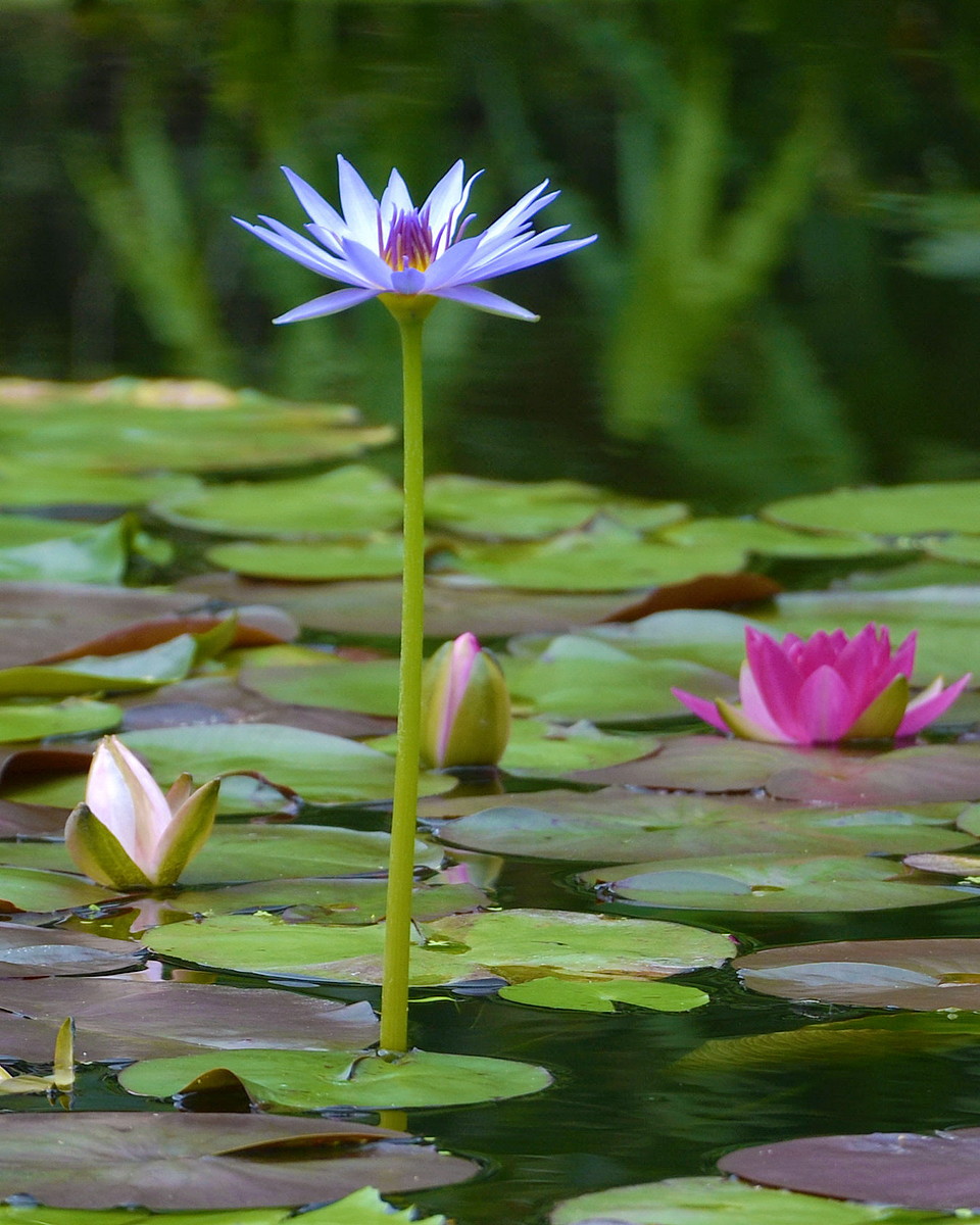 青いスイレン、淡くかれん 高知県北川村のモネの庭で開花 | 高知新聞