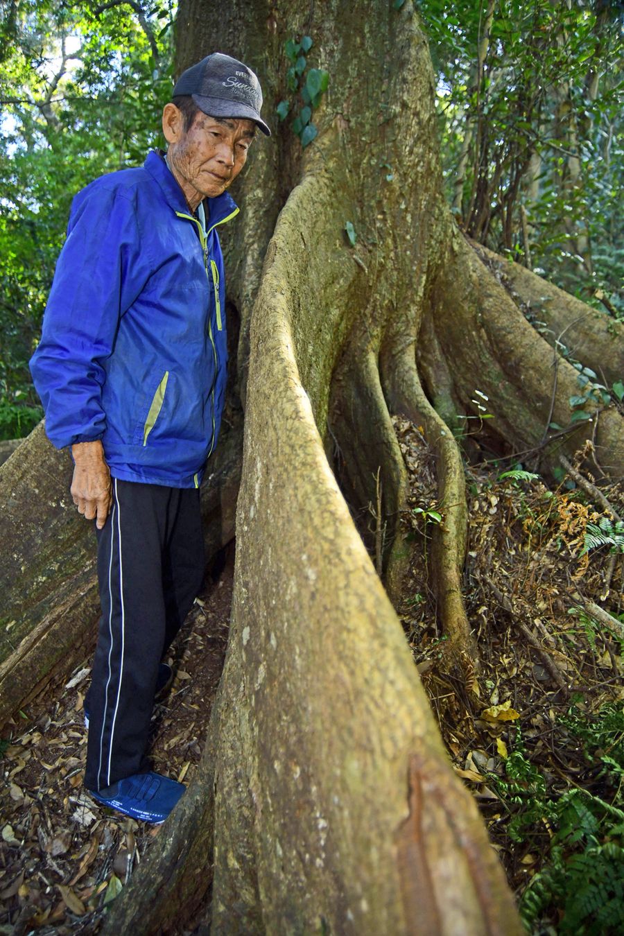 波打つ自然の芸術 大蛇のようにぐにゃり シイの板根(高知県土佐清水市)―フォっトけないす | 高知新聞
