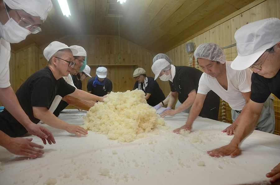 種こうじを振りかけた酒米を混ぜる参加者（いの町勝賀瀬）