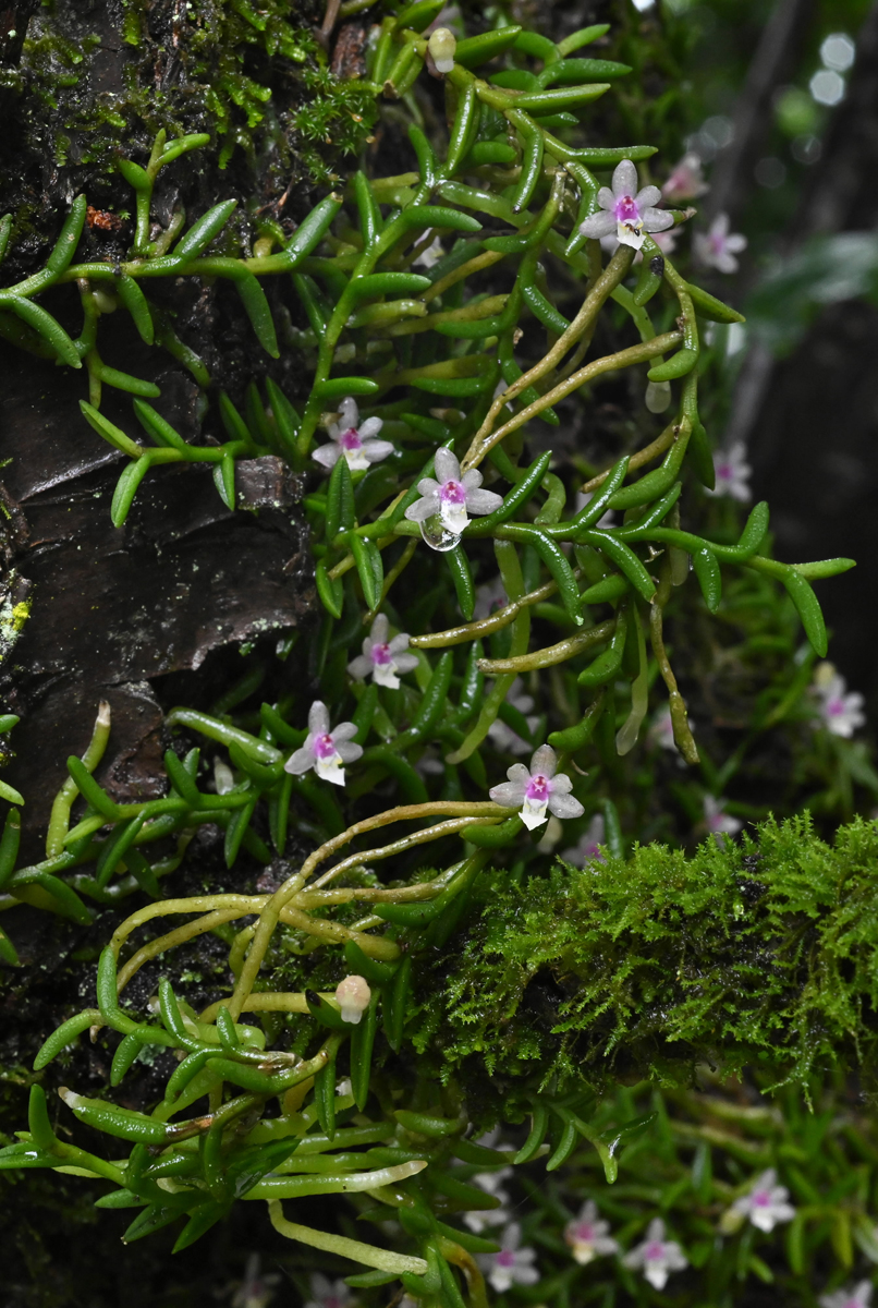 天然ムカデラン15年以上育てた大リース ムカデラン