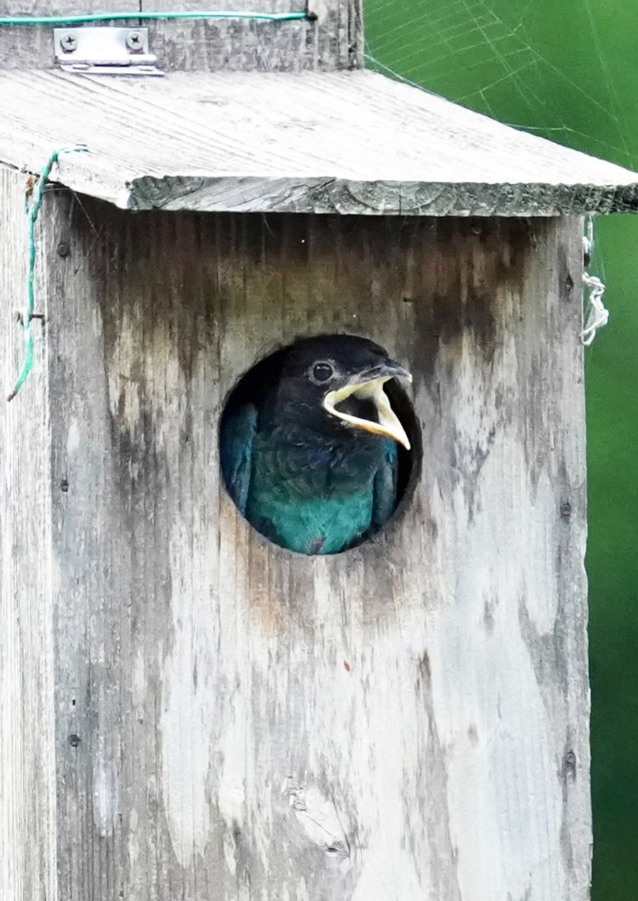 巣箱から顔を出したひな