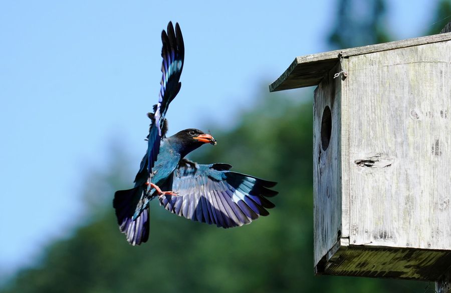 餌の虫をキャッチし巣箱へと運ぶブッポウソウ（写真はいずれも四万十町下津井）