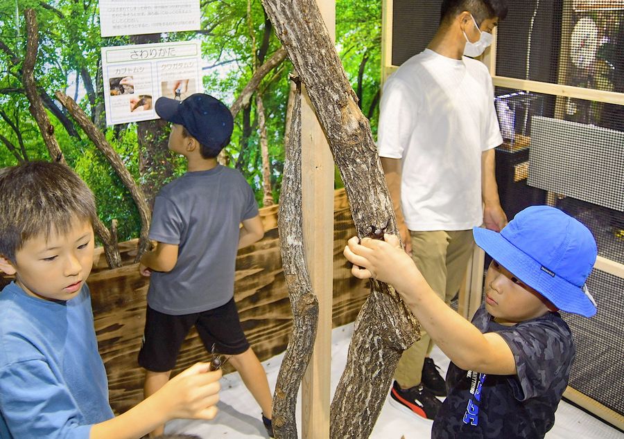 実際に甲虫に触れられるスペースも