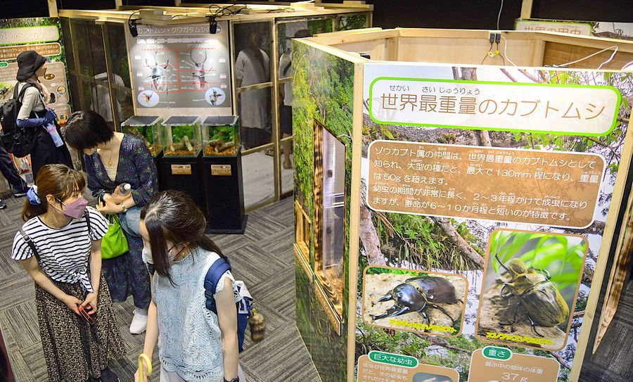 世界の個性的なカブトムシやクワガタなどが集まった企画展(写真はいずれも土佐清水市の県立足摺海洋館)